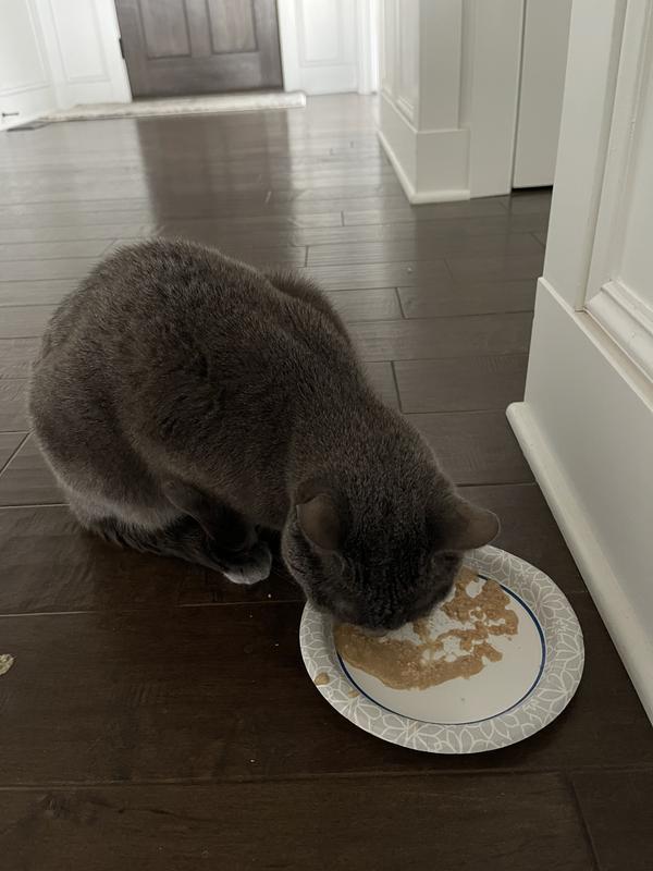 Working on cleaning his plate!
