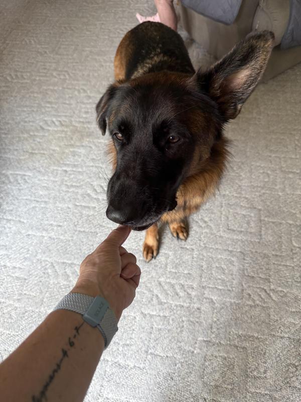 Our GSD was the only dog who ate the treat on the first day.