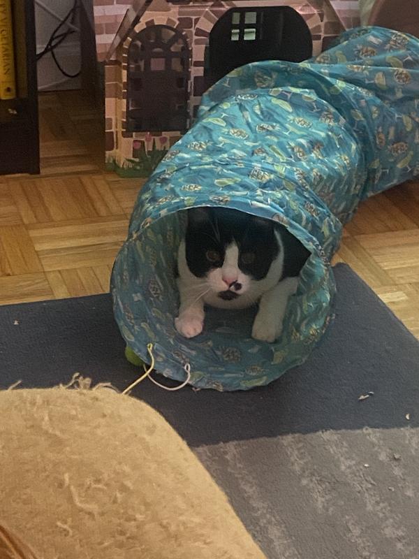 Keep my cat occupied throughout the day!