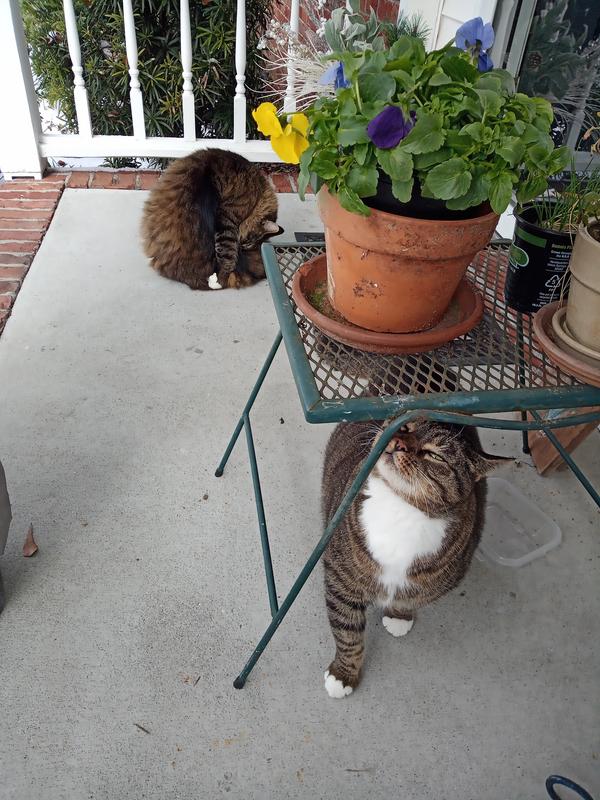 Sweetie Petie has diabetes,  but he loves life!