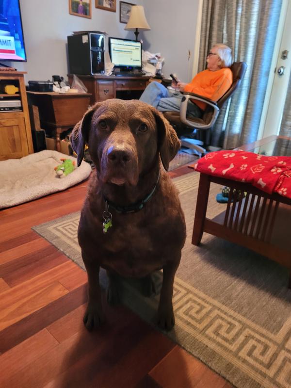 Chesapeake Bay Retriever. She's great.