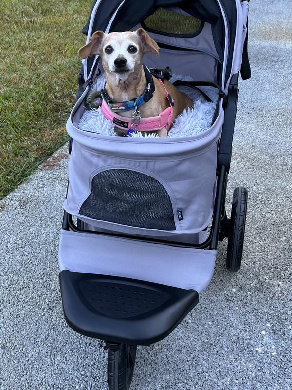 Gidget loves her new stroller!