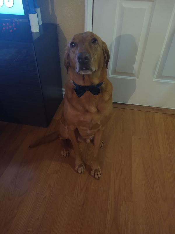 Mr Peanut