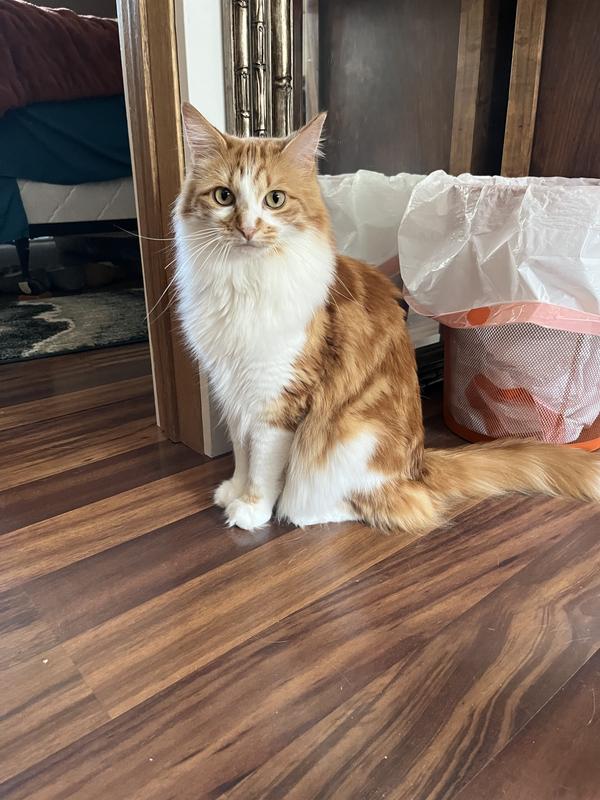 Waldorf, in all his glory