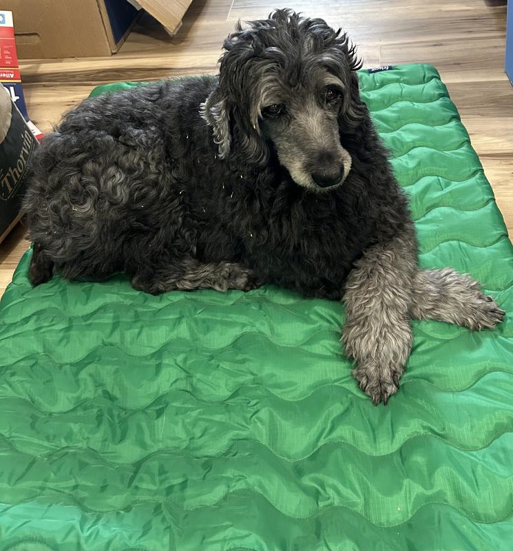 12 yr old doodle mix