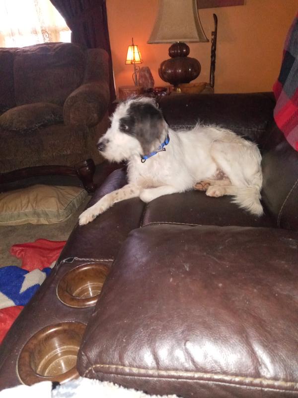 MYPET Extra Tall Wide Wire Mesh Dog Gate