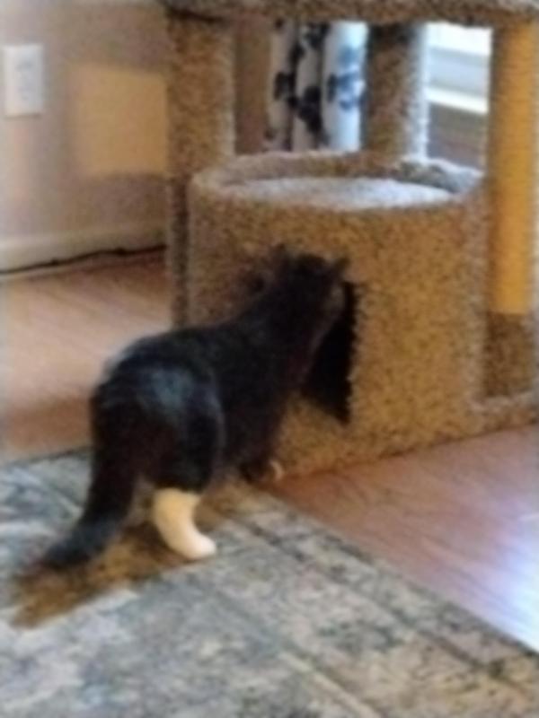 Frisco 64-in Real Carpet Solid Wood Cat Tree & Condo