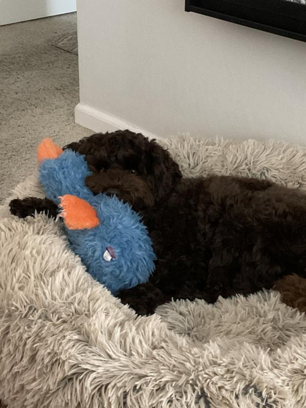 Multipet Duckworth Dog Toy Review: Why I'm ~Pup-Sessed~