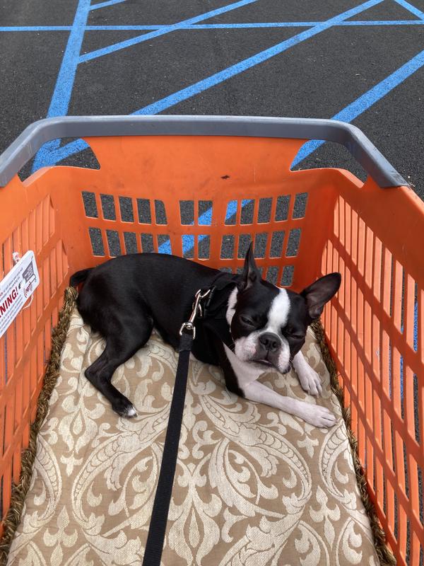 Little Abby enjoying a trip to the supermarket.