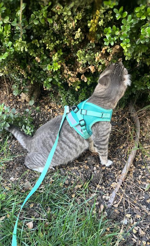 Rogelio enjoying the front yard in his travel cat