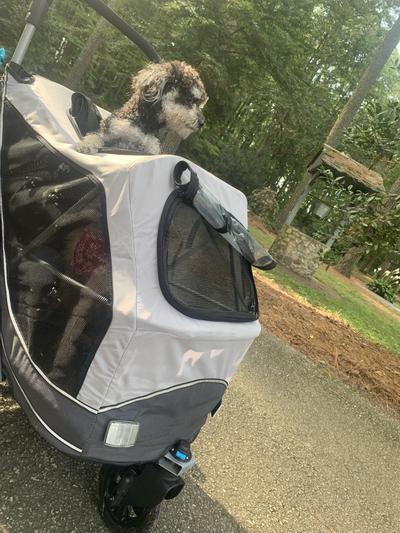 Hold my Toy Poodle & Pomeranian