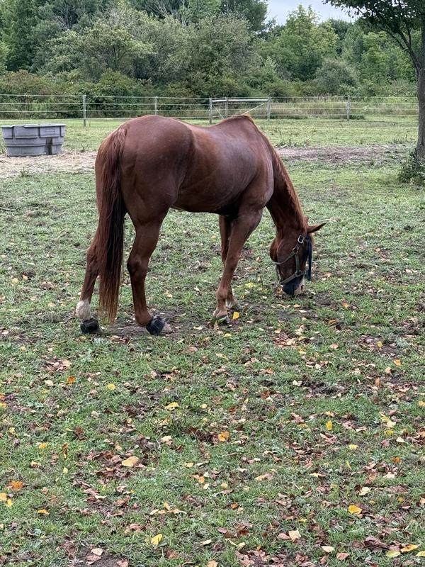 August 2025 after Manna Pro