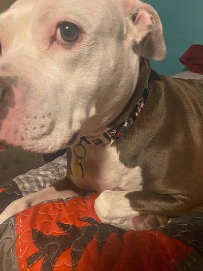 Beautiful collar for you pooch