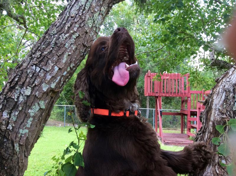 Climbing trees for squirrels.