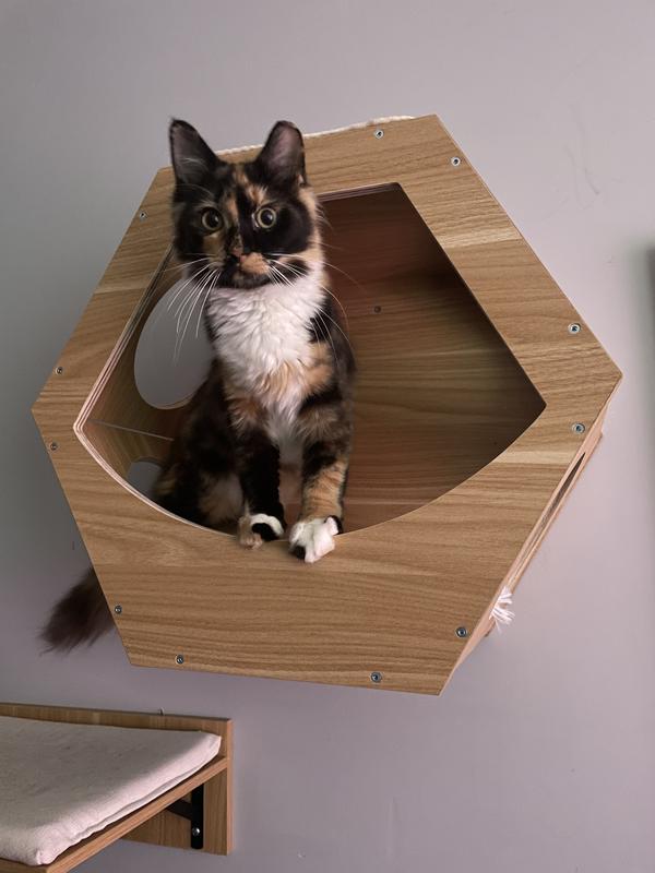 Merida looks out from the inside of the hexagon