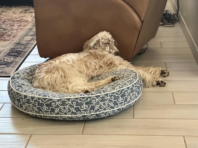 Lily in one of the beds….fell asleep with her head on the recliner!  Definitely setter approved.