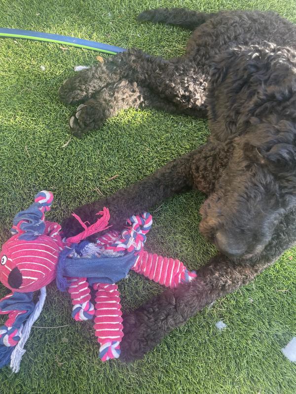 Death by Sharp Teeth