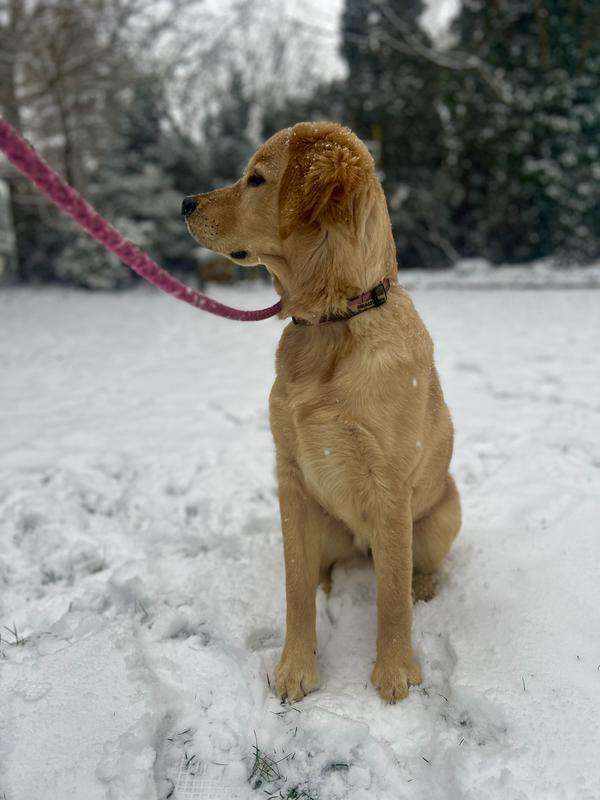 Hazel Loves it! 🐾💕