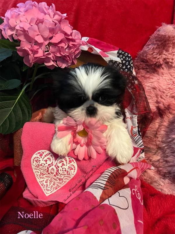 Valentine Puppy Grace, Shih Tzu