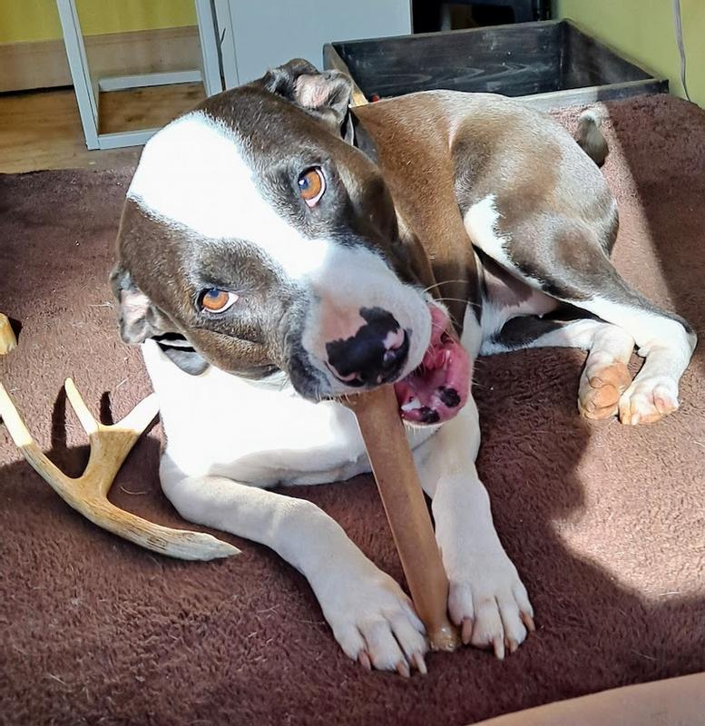 Good morning from the sunroom!  First up ~ the new bone!