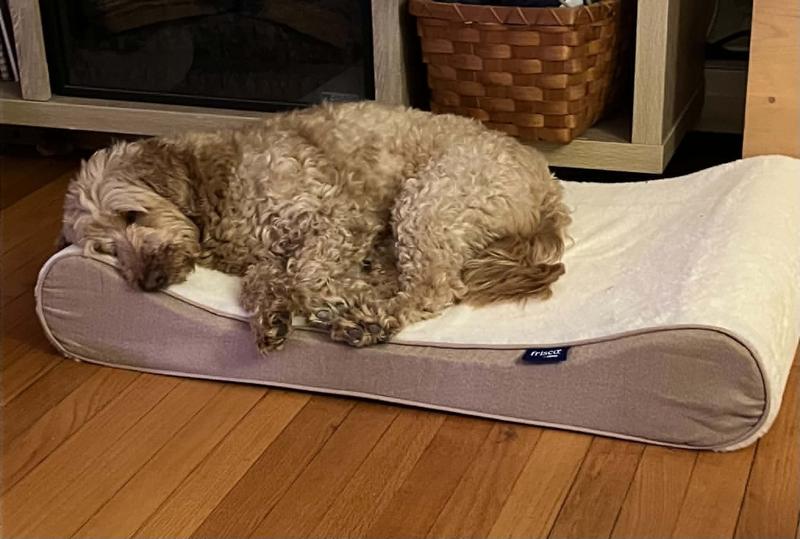 poodle mostly loves the bed because her brother does. She weighs about 32 lb