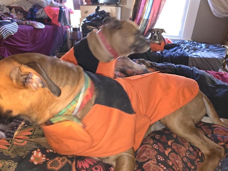 Fashion carhartt orange dog coat