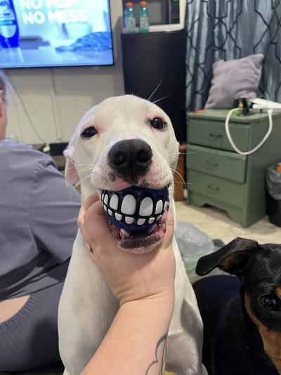 Dog deals teeth ball