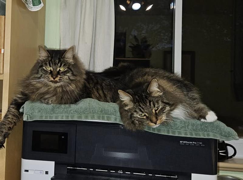 Myshka and Solny nap on the HP 7740 Pro -- Print Fax Scan Copy Web and Cat Bed.