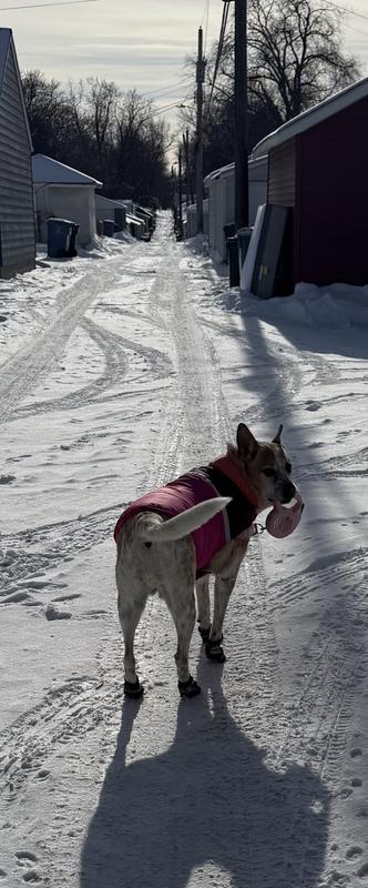 Walking herself!! 50Ft leash not displayed on picture