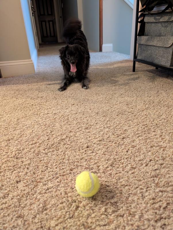 Dog obsessed with ball