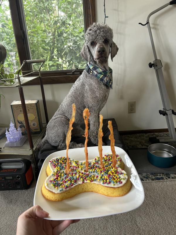 Geordi’s fourth birthday!
