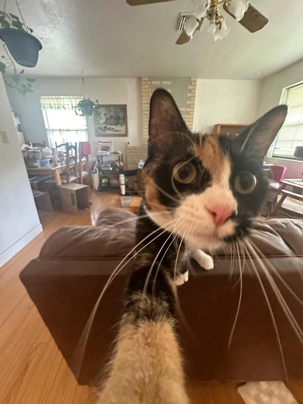 The fleas were horrible, but I'm all better now.