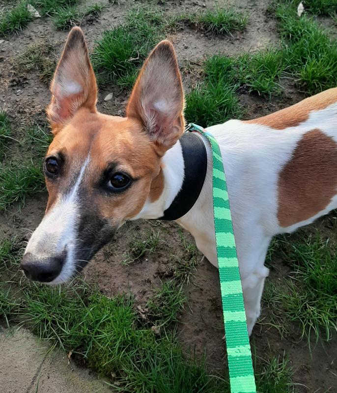 Reverse side of leash