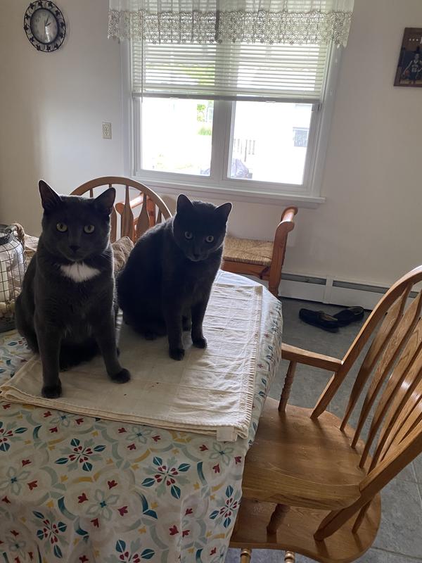 Oops. mom caught us sitting on the table.