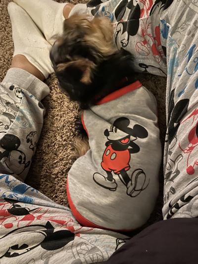 Disney Tails Best Day Ever Mickey Minnie Mouse Dog XS Pet Graphic Tee Shirt 