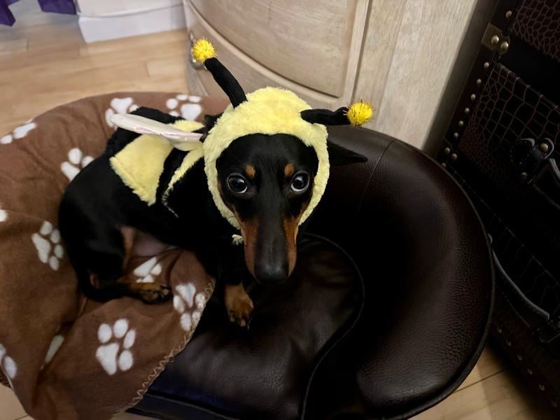 Loves the sofa, bee costume not so much lol