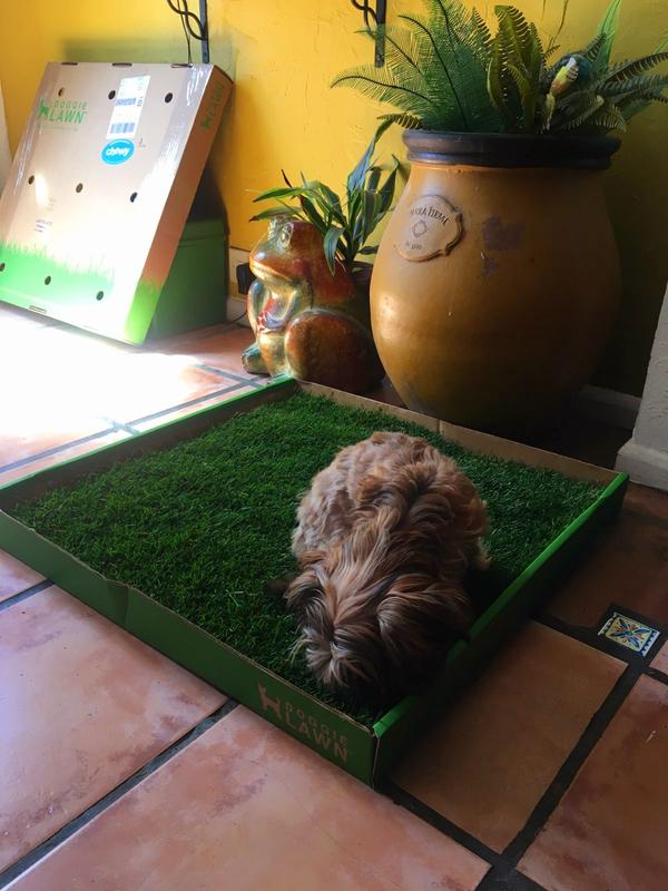 Indoor Turf Petco Grass Pad Potty Training Poochpads Poochpad - Main Image