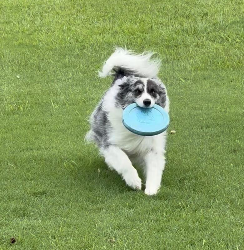Gracie is great at catching her frisbee!