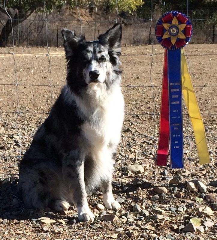 Harley with Highese points in Sheep Herding show
