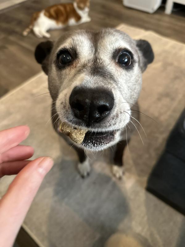 Scout taking her biscuit!