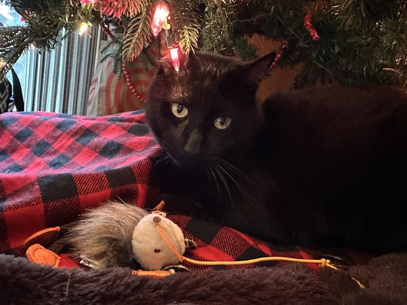 Noches Christmas present