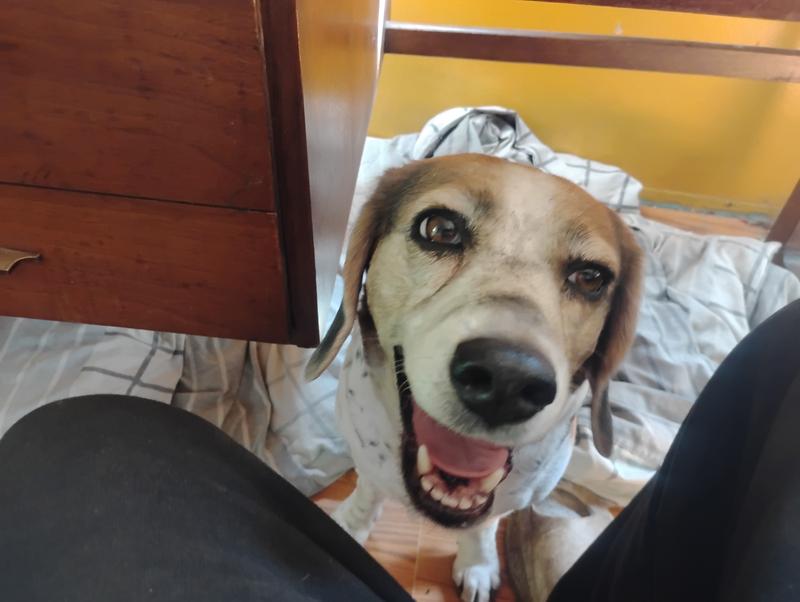 Daisy May wants a hot dog treat so she's smiling at me