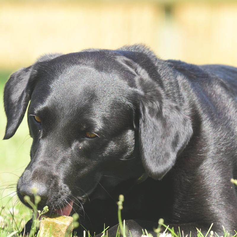 June loves these chews!