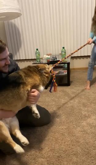 Playing tug with our paralyzed dog