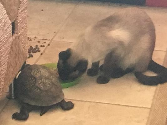 Arthur shares breakfast with his turtle friend.