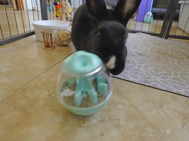 Pie playing with her new wobble teaser.