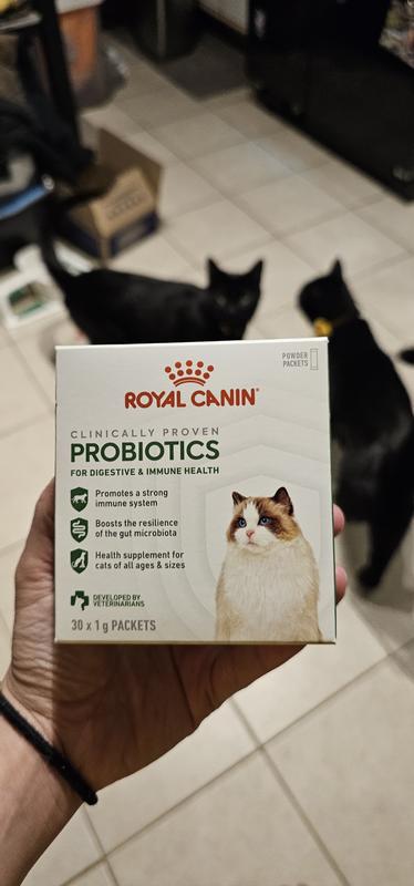 Cats excited about what could be in the box