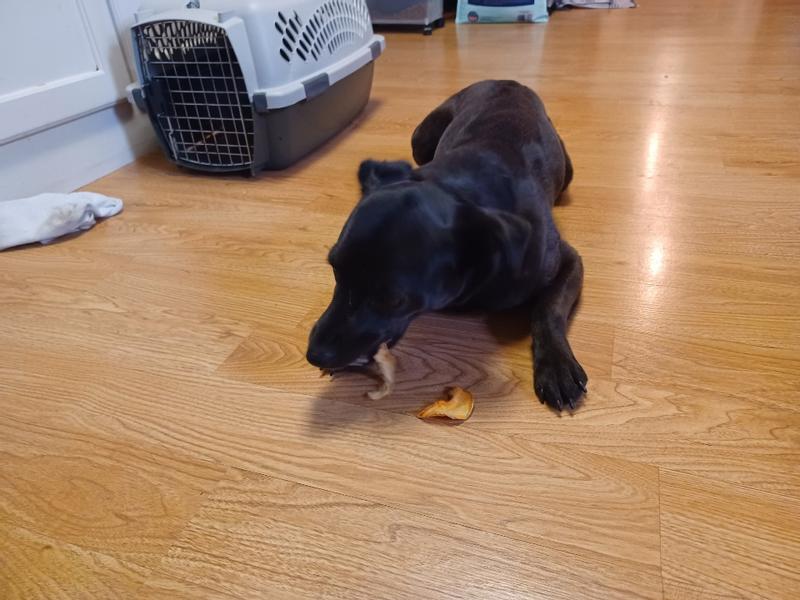 Lulu enjoying her slices.