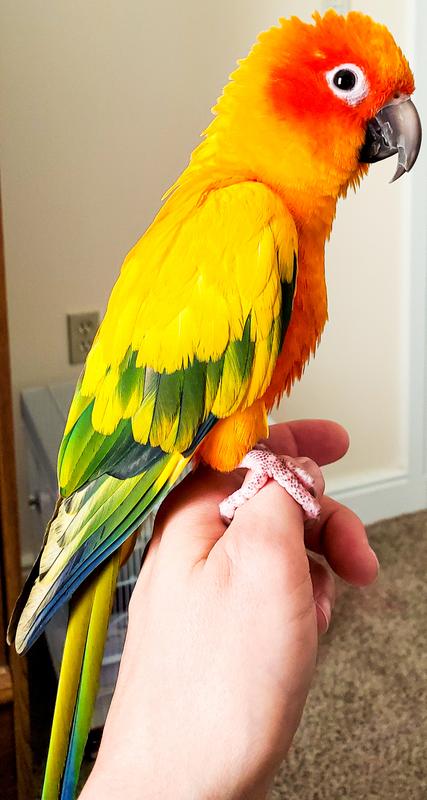 Bright plumage for proof