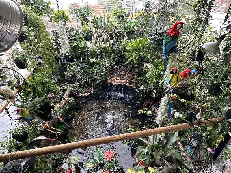 My oranda goldfish pond